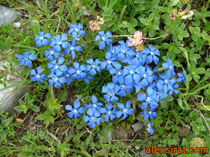 Gentiana verna Val d'Aran